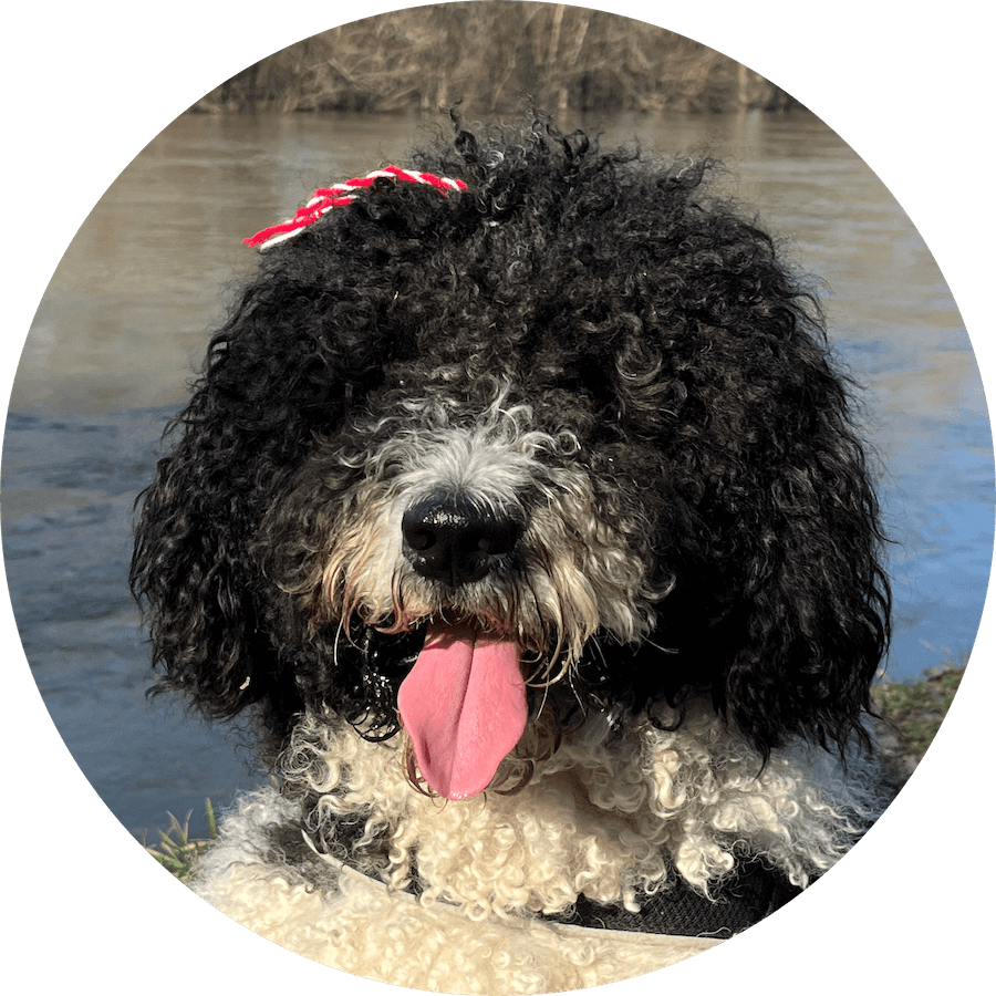 Danger the Spanish Water Dog
